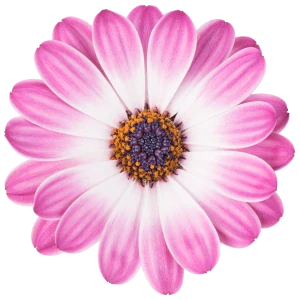 Osteospermum - Margarita Pink Flair