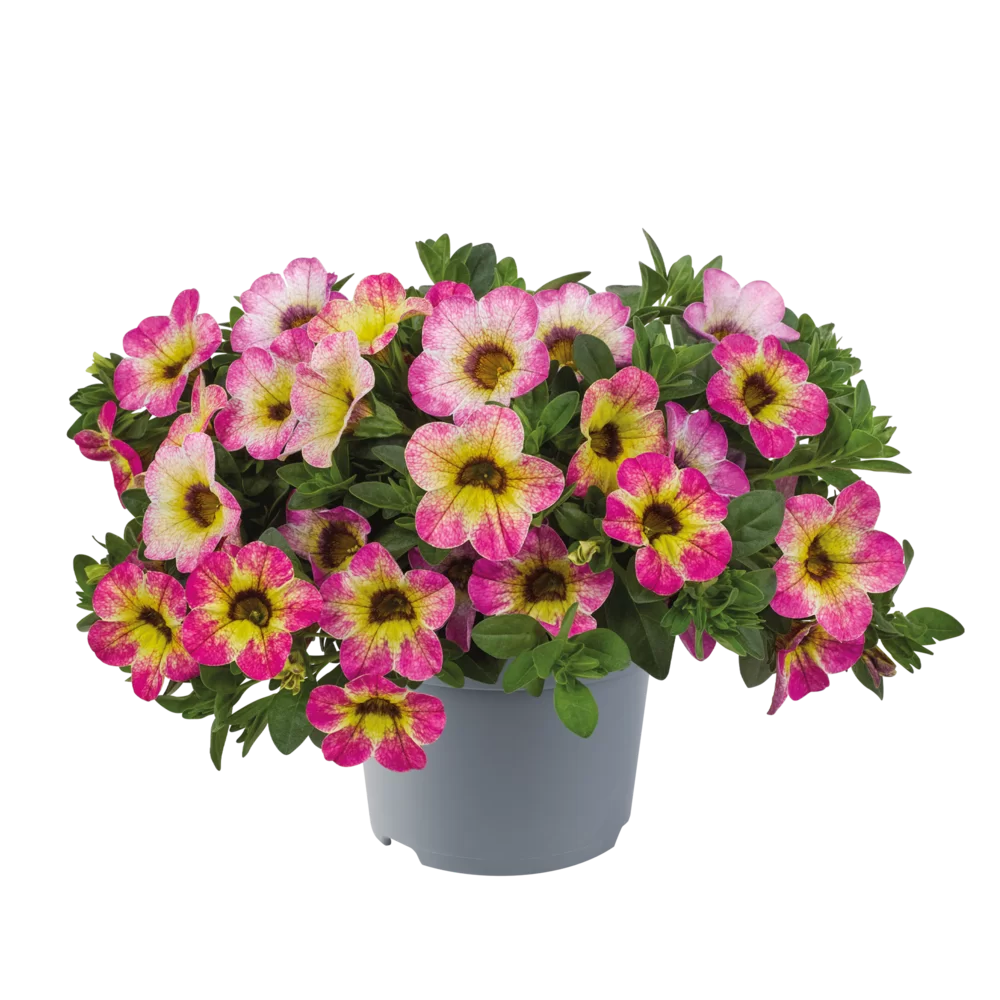 Calibrachoa - Cabaret® Early Diva Cherry