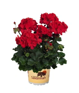 Pelargonium Zonale Savannah© BRIGHT RED