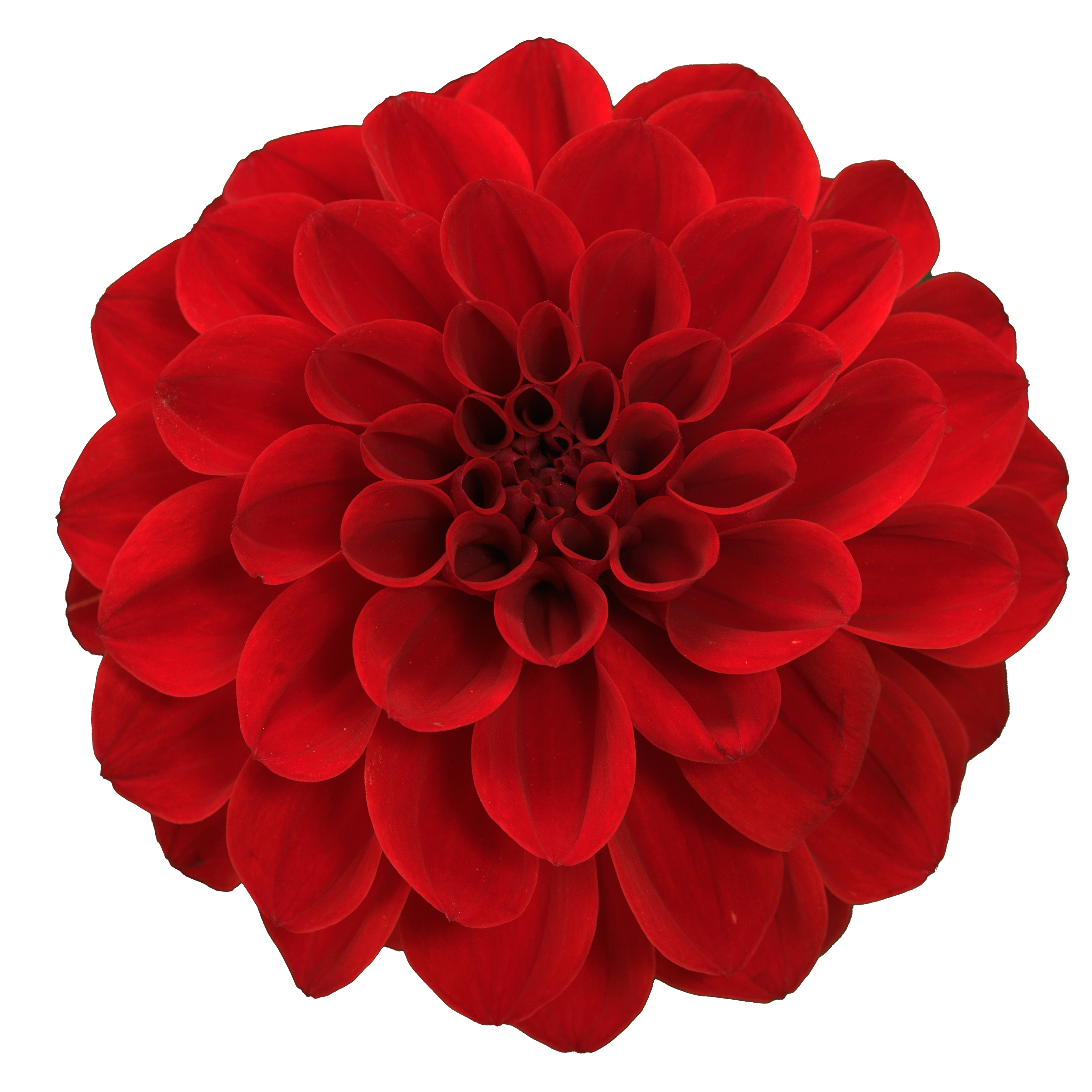 Dahlia - Dalina® Maxi Red