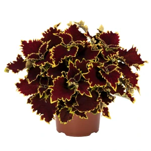 Koleus - Stained Glassworks CROWN JEWEL