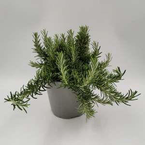 Rozmarín Ťahavý kv.14 cm