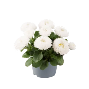 Sedmokráska biela - Bam Bam White