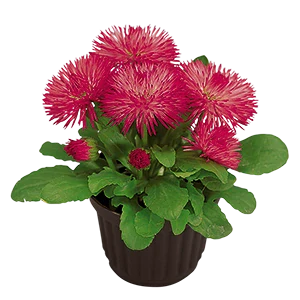 Sedmokráska červená - Roggli Red 