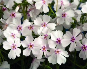 Phlox Amaxing Grace white kont. 0,5 l (11cm)