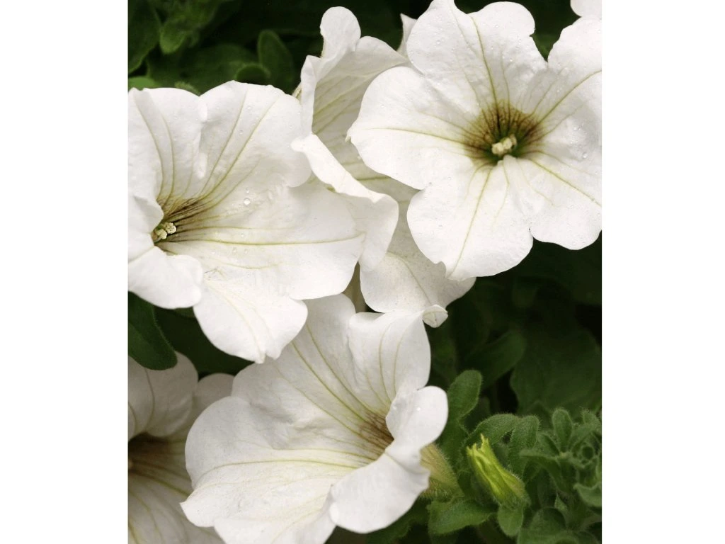 Petunia - Surfinia® White