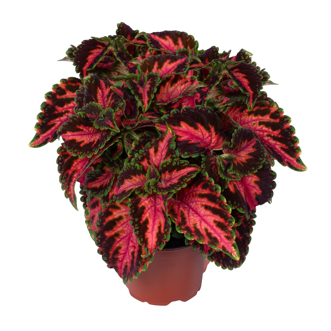 Koleus - Main Street FRANKLIN STREET