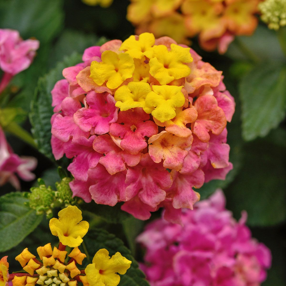 Lantana - Shamrock Rose kv.12 cm