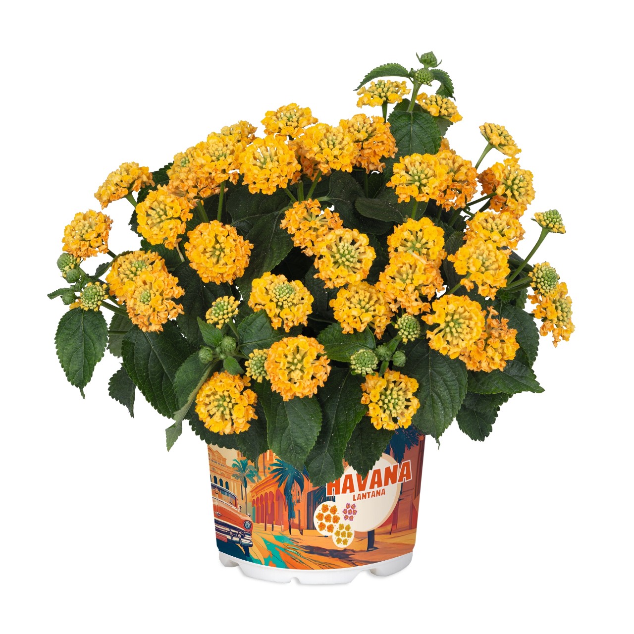 Lantana - Havana Gold kv.10,5 cm