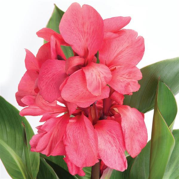 Kana - Canna Cannova ROSE