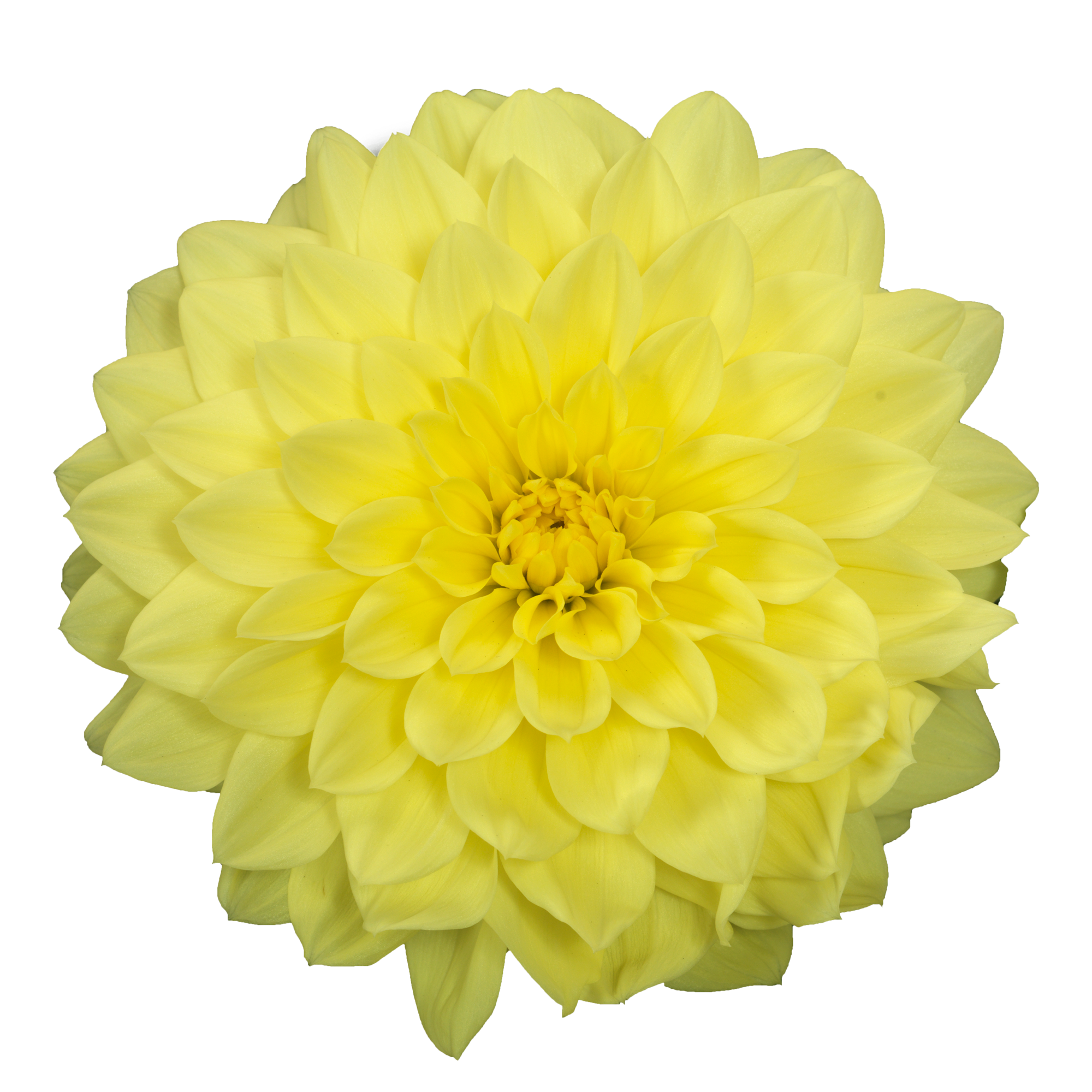 Dahlia - Dalina® Maxi Yellow