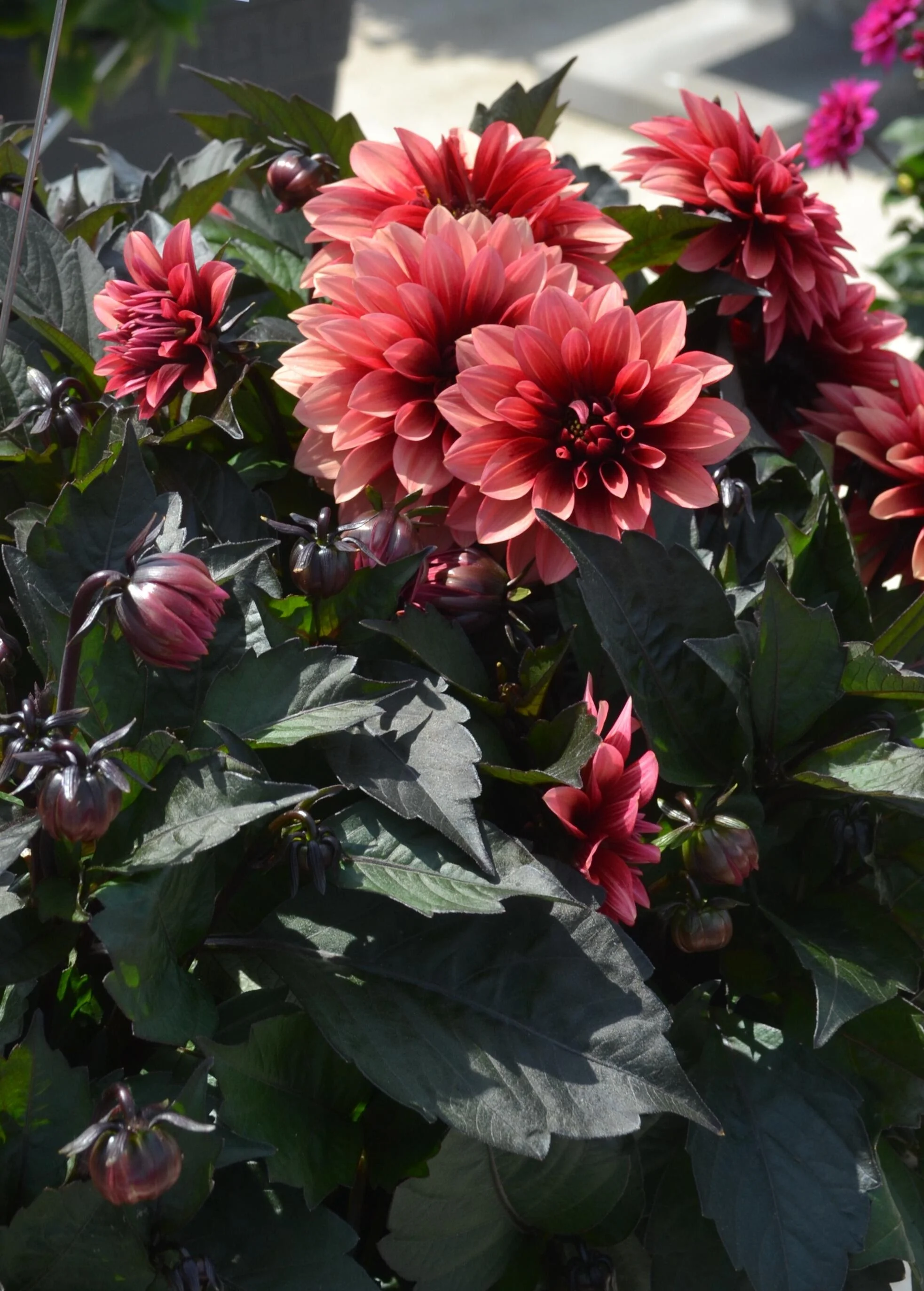 Dahlia - LaBella® Grande Chocolate Rose