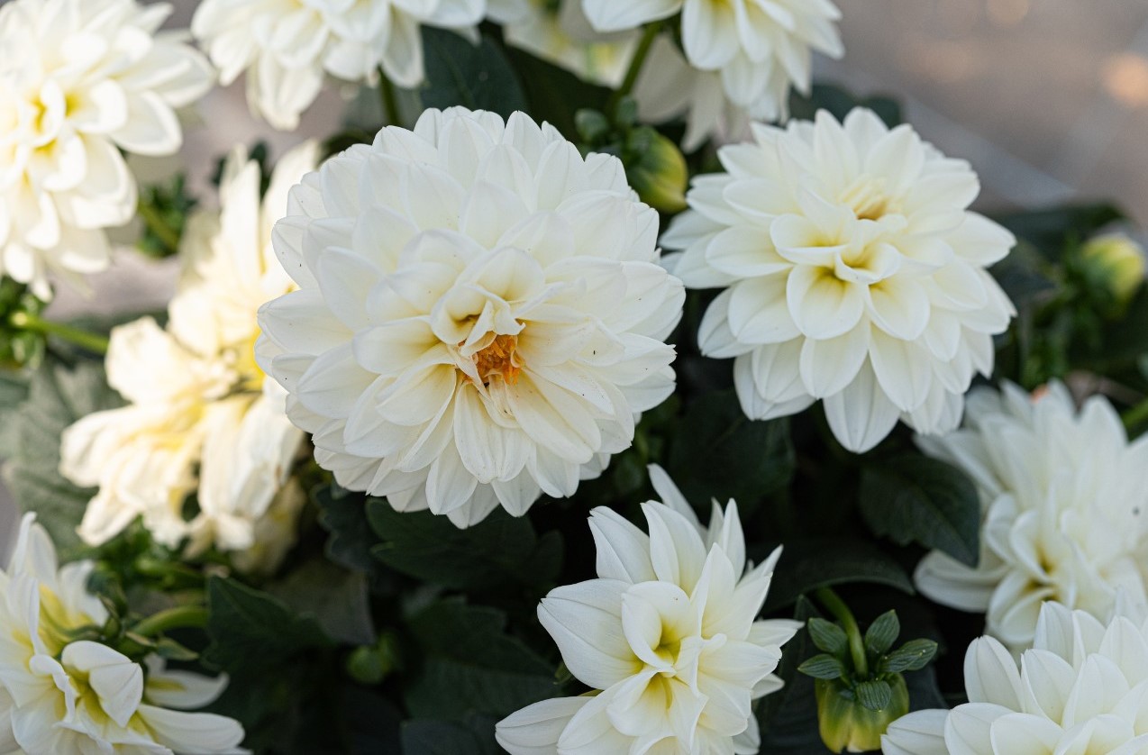 Dahlia - Novation® White