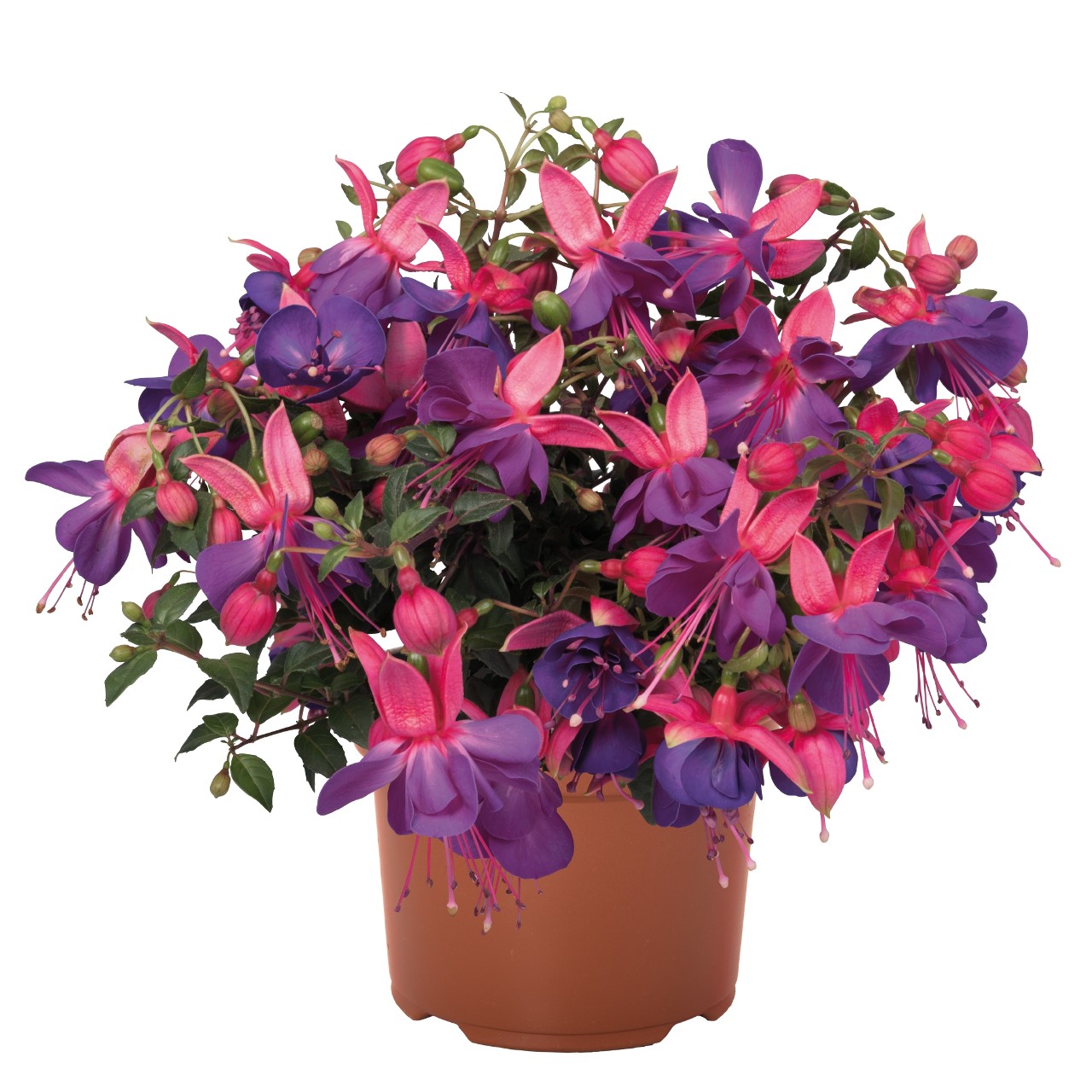 Fuchsia Ballerina Lago grande