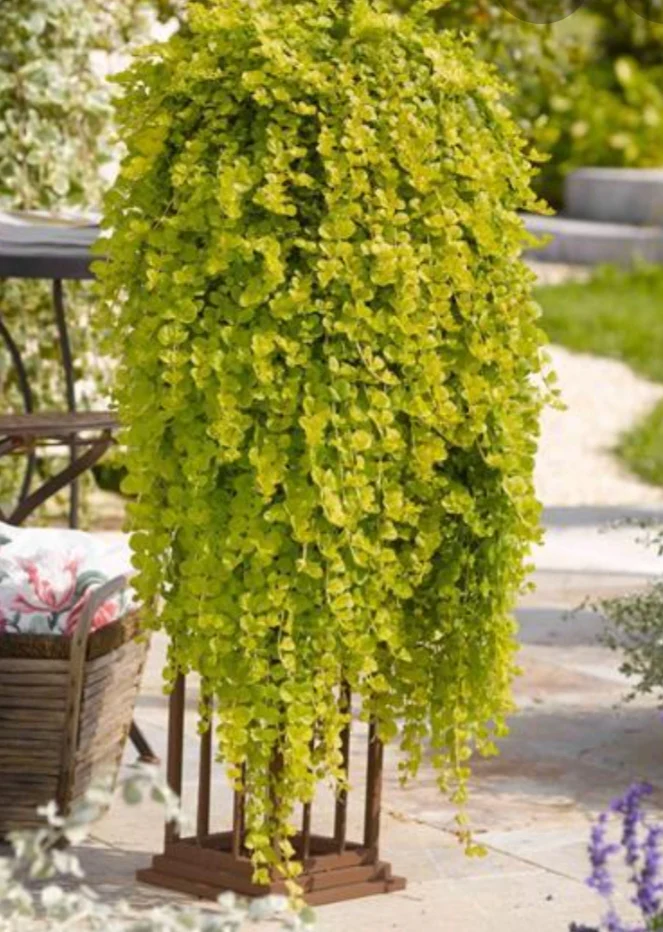 Čerkáč peniažtekový ´GOLDILOCKS´