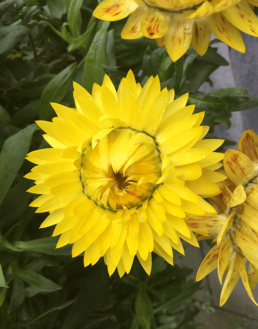 Bracteantha bracteata - Crispy Yellow kv. 12cm