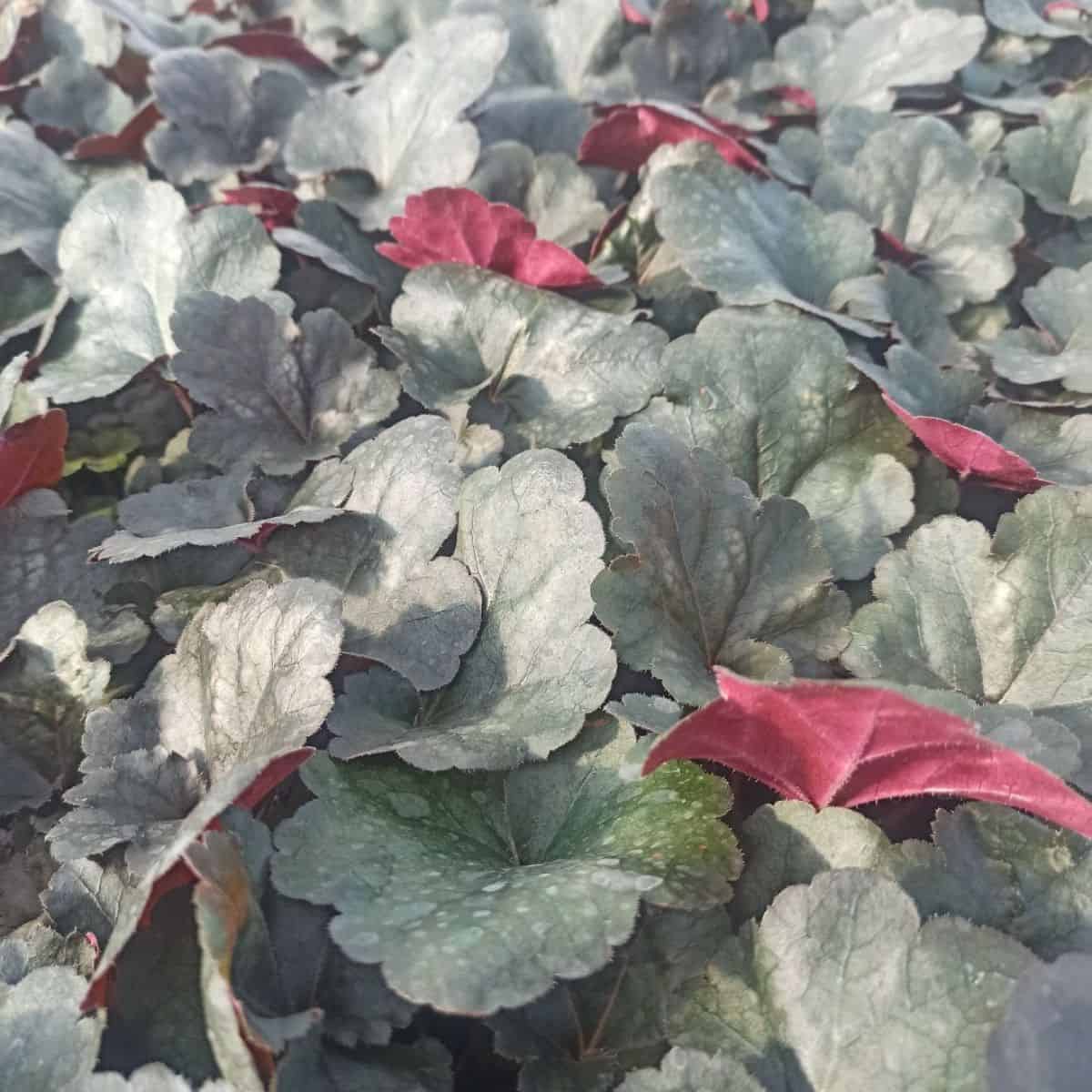 HEUCHERA villosa 'HIP HIP HOORAY' 12cm