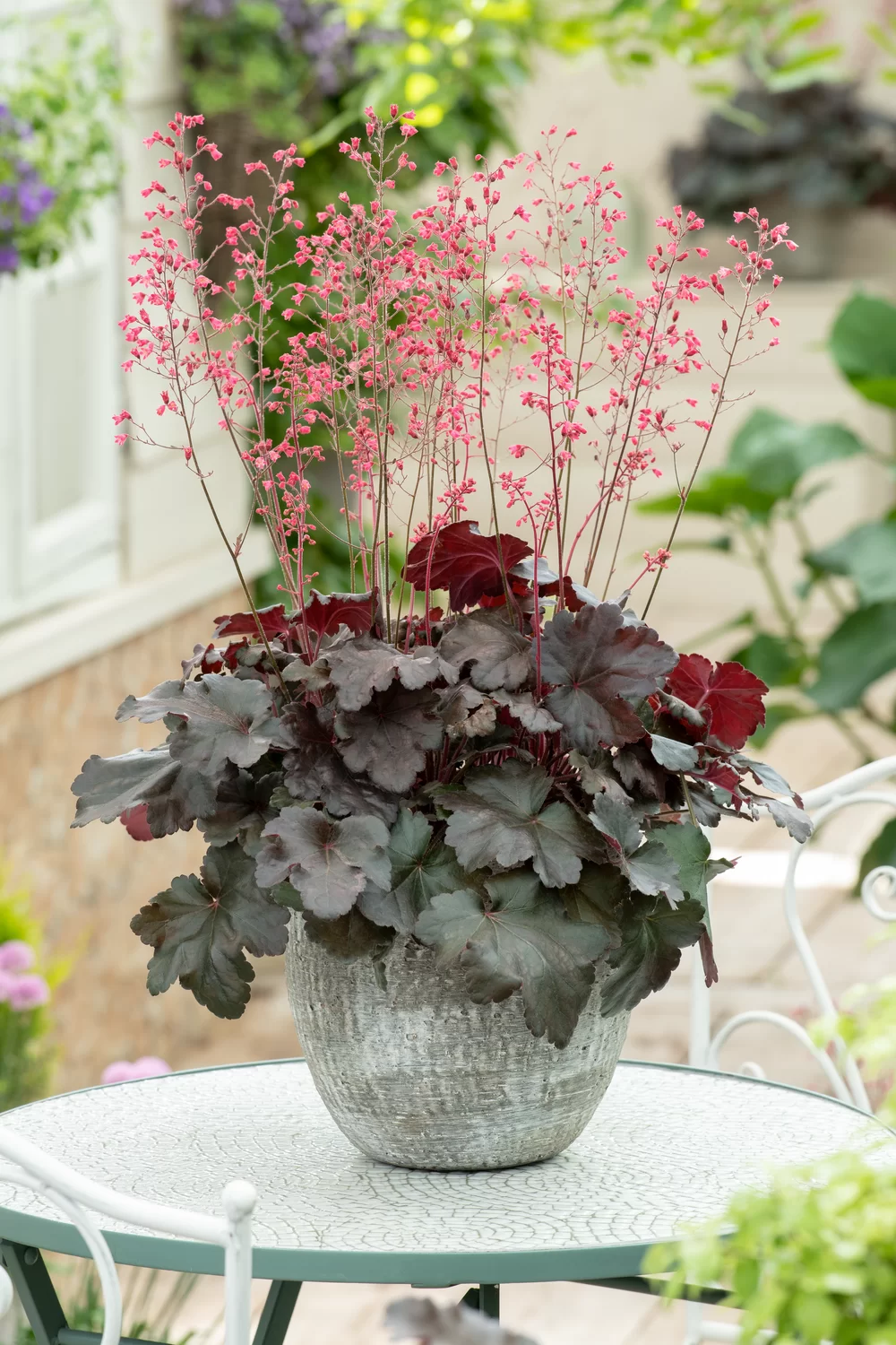 HEUCHERA villosa 'HIP HIP HOORAY' 12cm