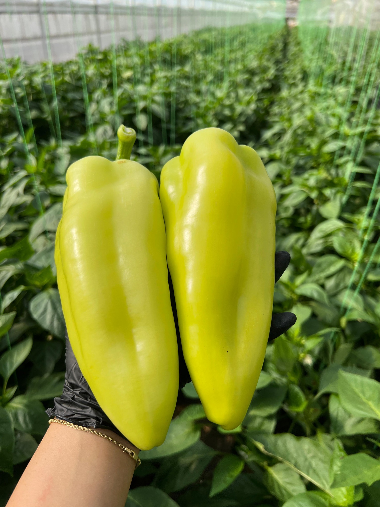 PAPRIKA "TODIRESTI F1" 1 ks