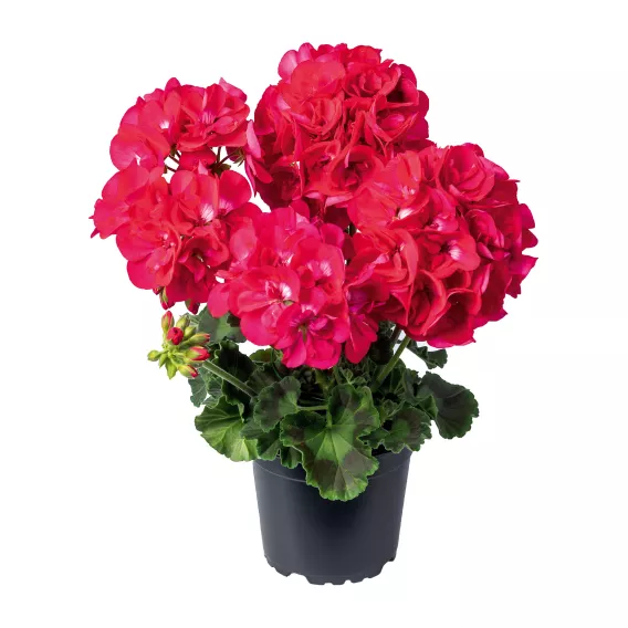 Pelargonium interspecific - CALLIOPE® M Hot Pink