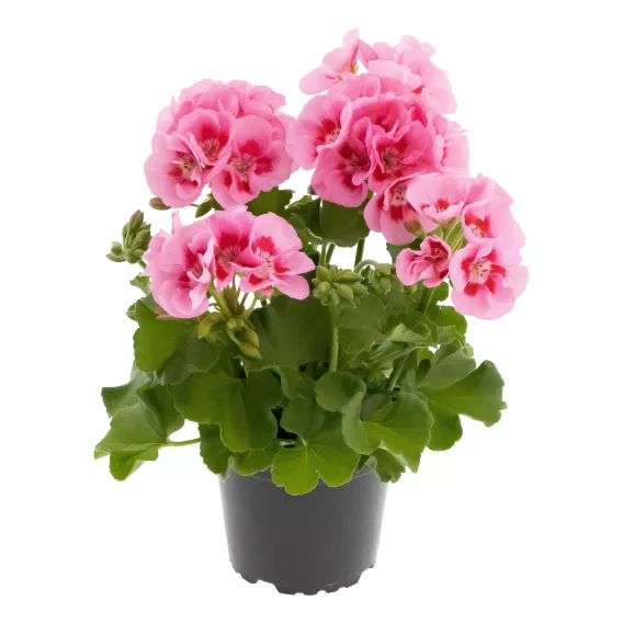 Pelargonium interspecific - CALLIOPE® M Pink Splash