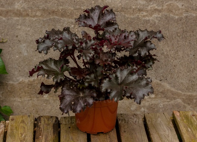 HEUCHERA villosa 'Black Taffeta' 14cm