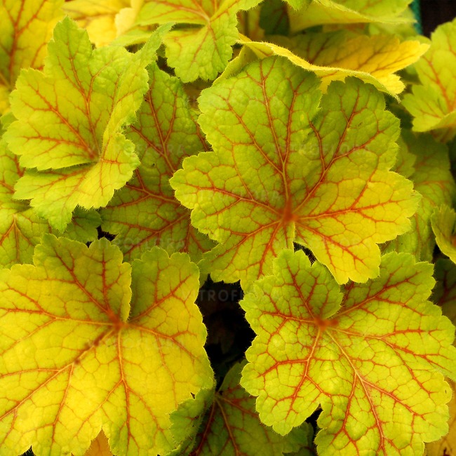HEUCHERA villosa 'ELECTRA' 14cm