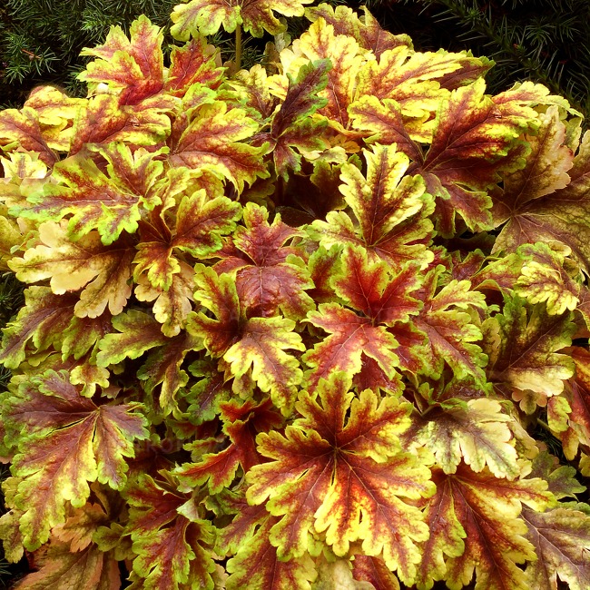 HEUCHERELLA hybrida 'Gold Zebra' 14cm