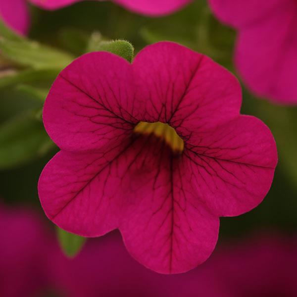 Calibrachoa - Cabaret®Early Neon Rose