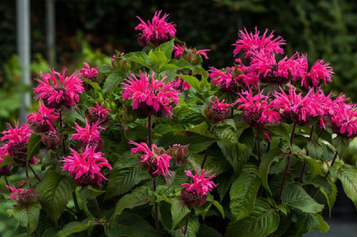 Monarda podvojná ´BEE®MERRY´ kont. 2,0 l