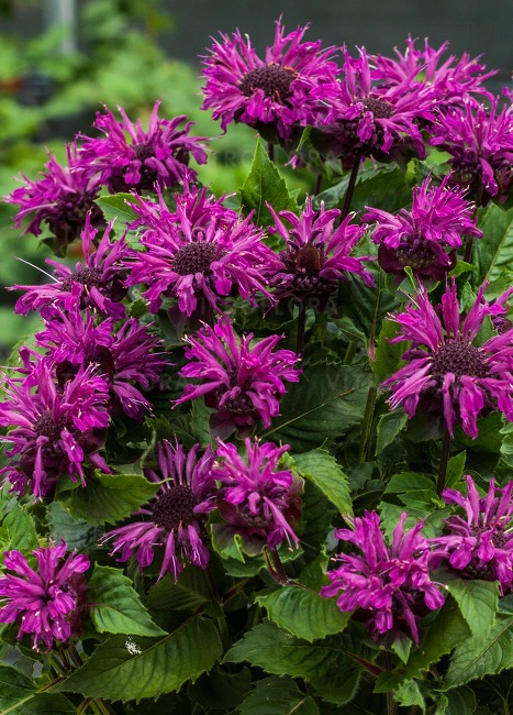 Monarda podvojná ´BEE®MERRY´ kont. 2,0 l