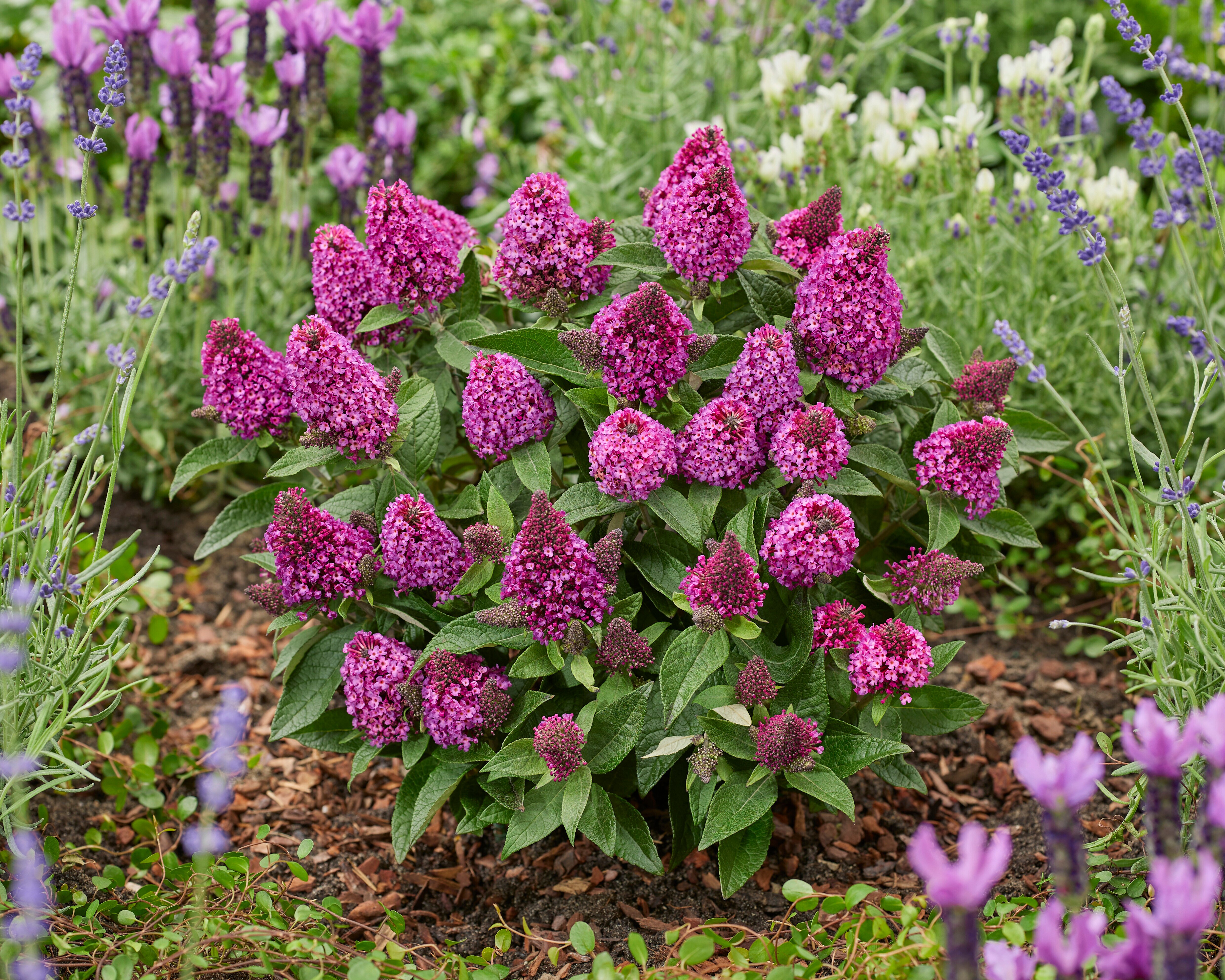 Buddleja davidii- 'Little Rockstars'® Red kv.12cm