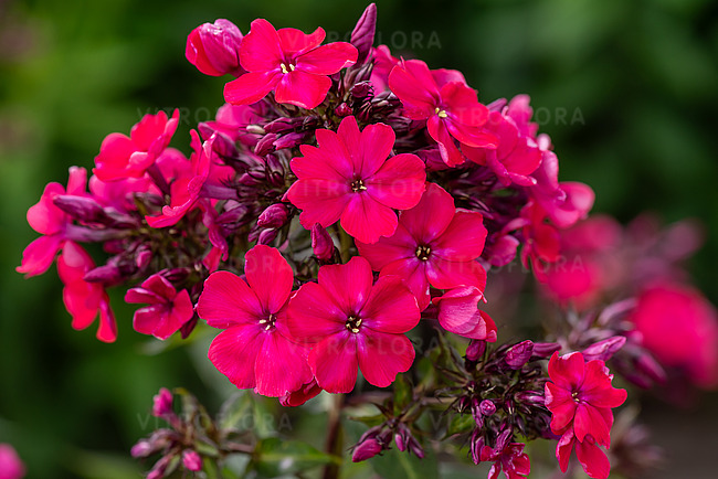 Flox metlinatý - STAR FIRE kont.0,5 l (11cm)