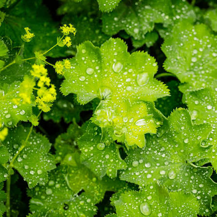 Alchemilla 'Irish Silk' 0,5 l kv.12cm