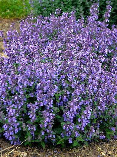 Nepeta - Picture Purrfect