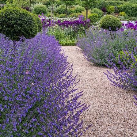 Nepeta - Six Hills GIANT