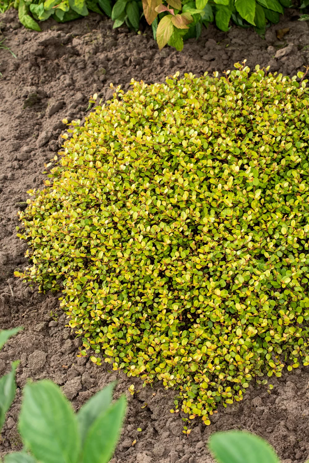Muehlenbeckia ´Golden Girl´ kv. 12 cm