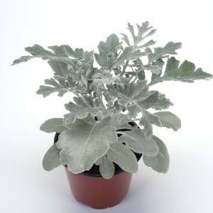 SENECIO - Starček kv. 9 cm
