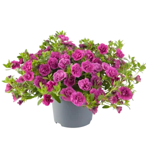 Calibrachoa - Cabaret® Double Magenta