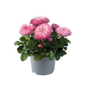 Sedmokráska ružová - Bam Bam Rose