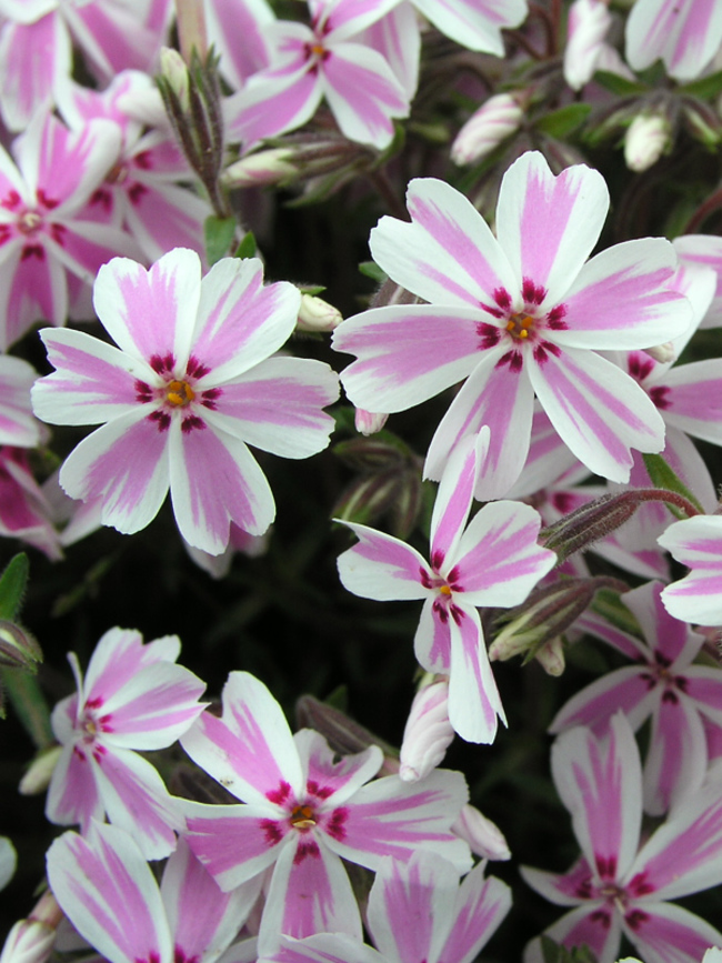 Phlox Spring® CANDY STRIPE kont. 0,5 l (11cm)
