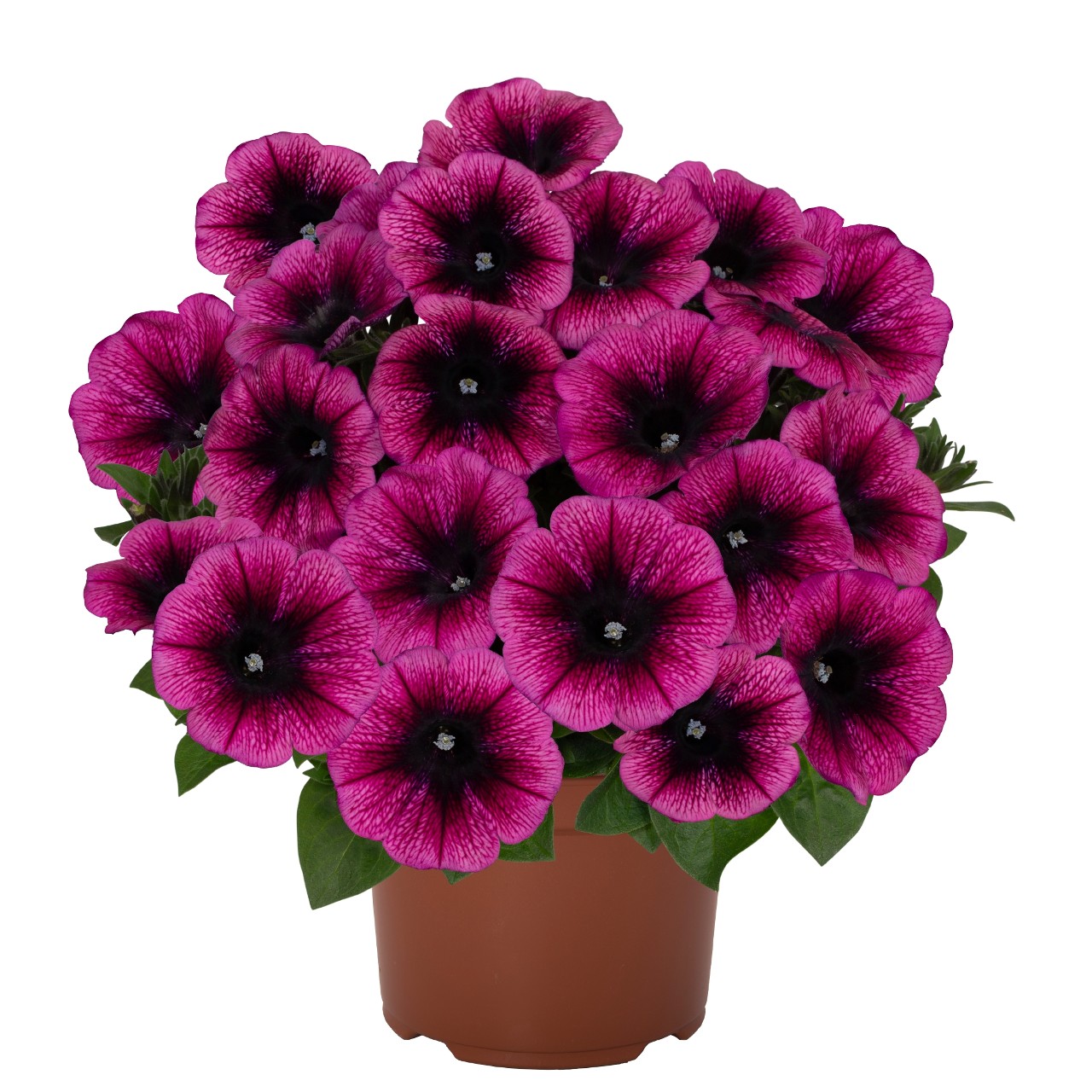 Petunia - Sweetunia® Purple Gem