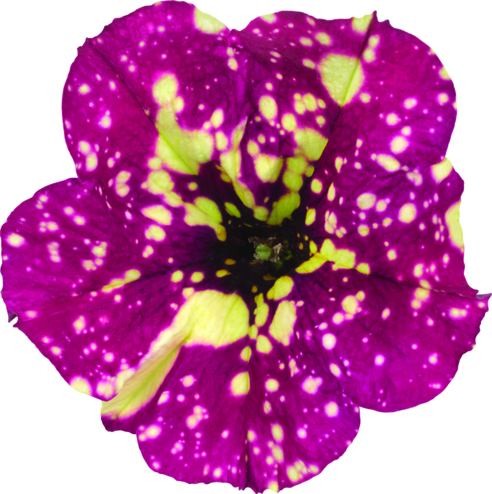 Petunia - Dolly Dots® Supernova
