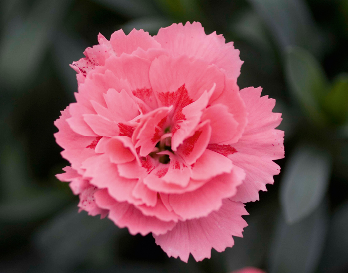 Dianthus Oscar® Pink
