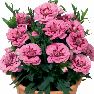 Dianthus Oscar® PURPLE WING