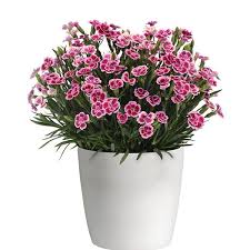 Dianthus Pink Kisses
