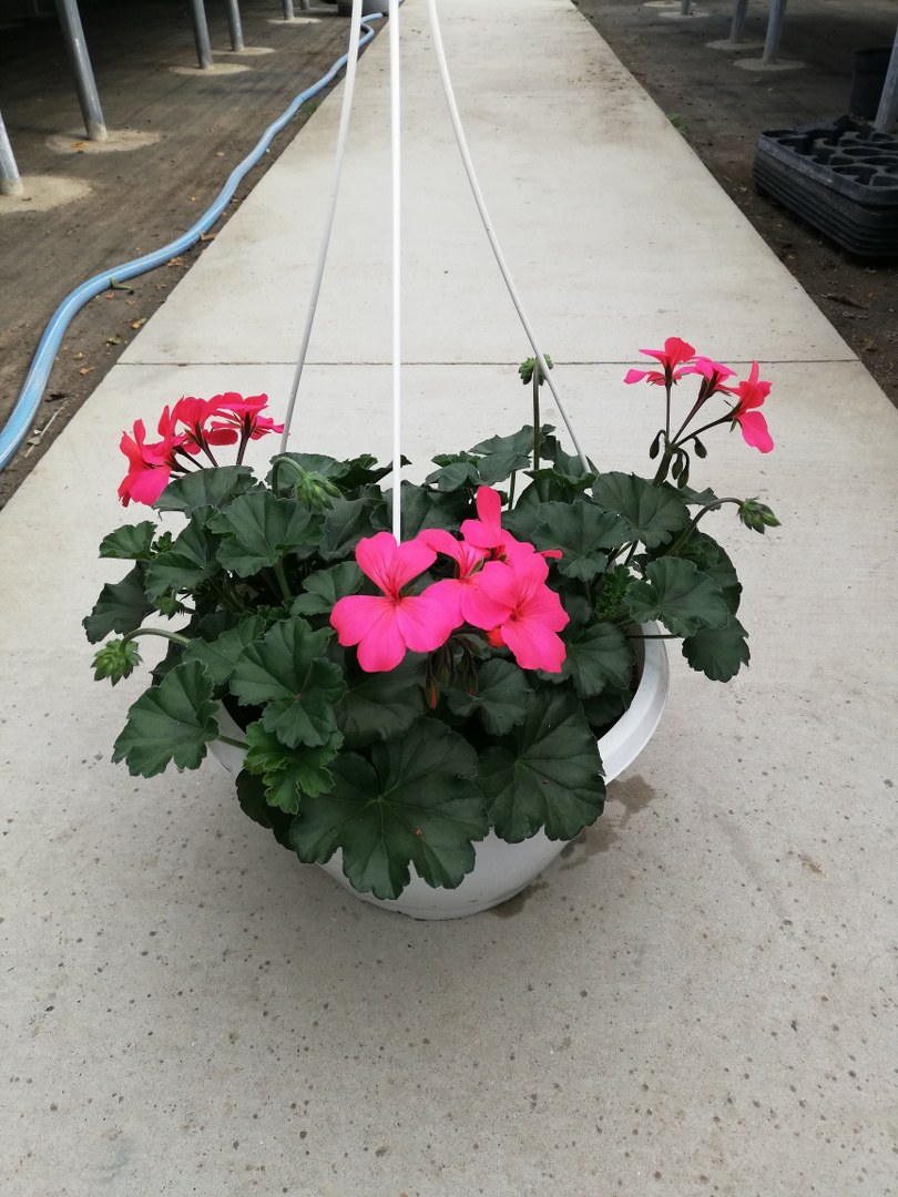 Závesný kvetináč Muškát CALLIOPE ROSE- 27 cm