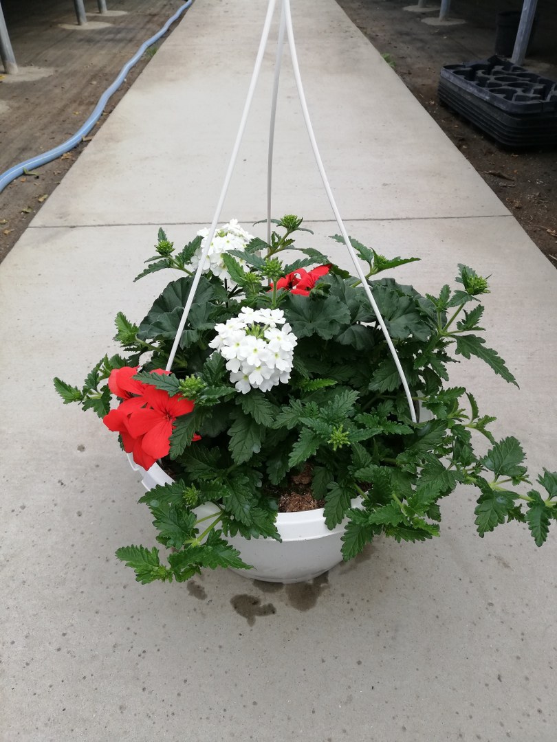 Závesný kvetináč CONFFETI GARDEN MIX - 27 cm