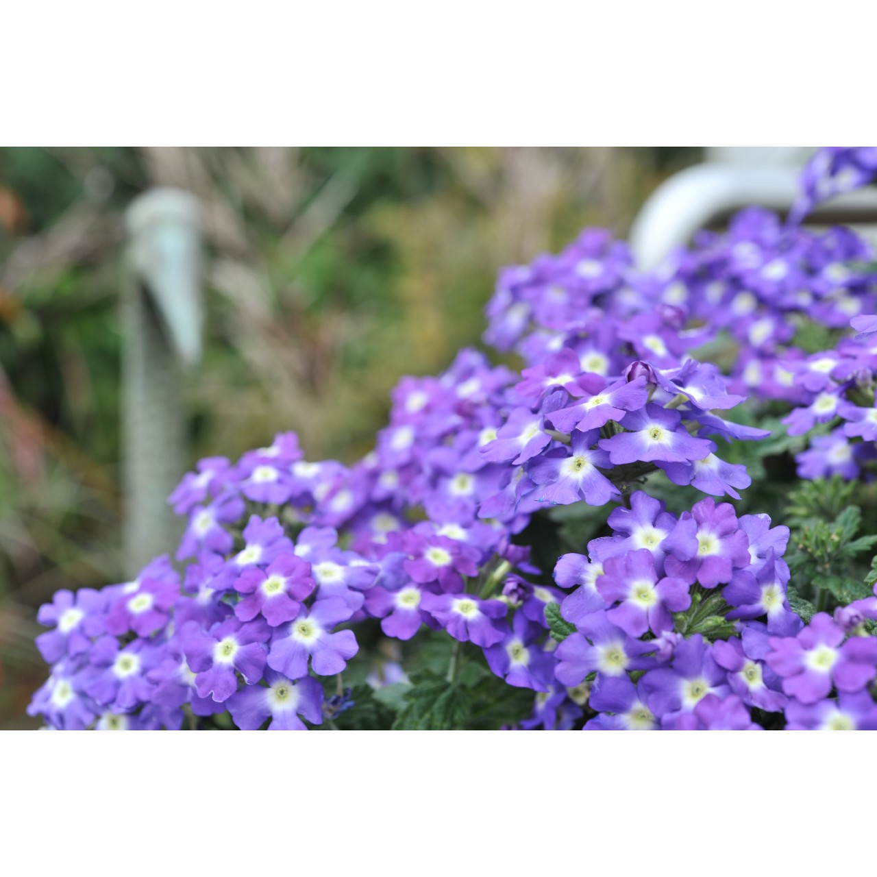 Verbena -Empres Flair Purple charme