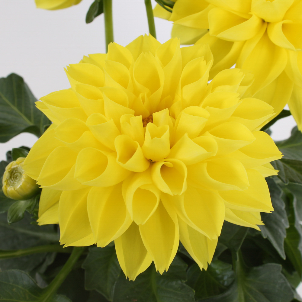 Dahlia -  Novation®  YELLOW 12cm